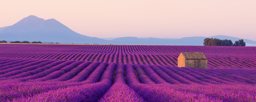 Vibrant lavender field in France with a stone hut and distant mountains.